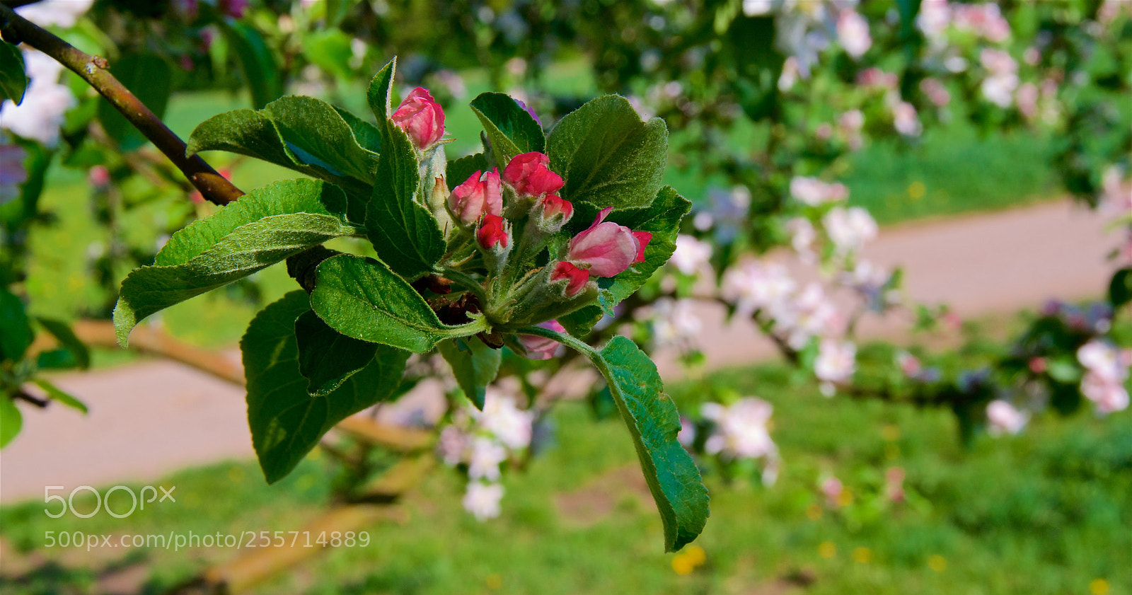 Pentax K-3 II sample photo. Appleblossom photography