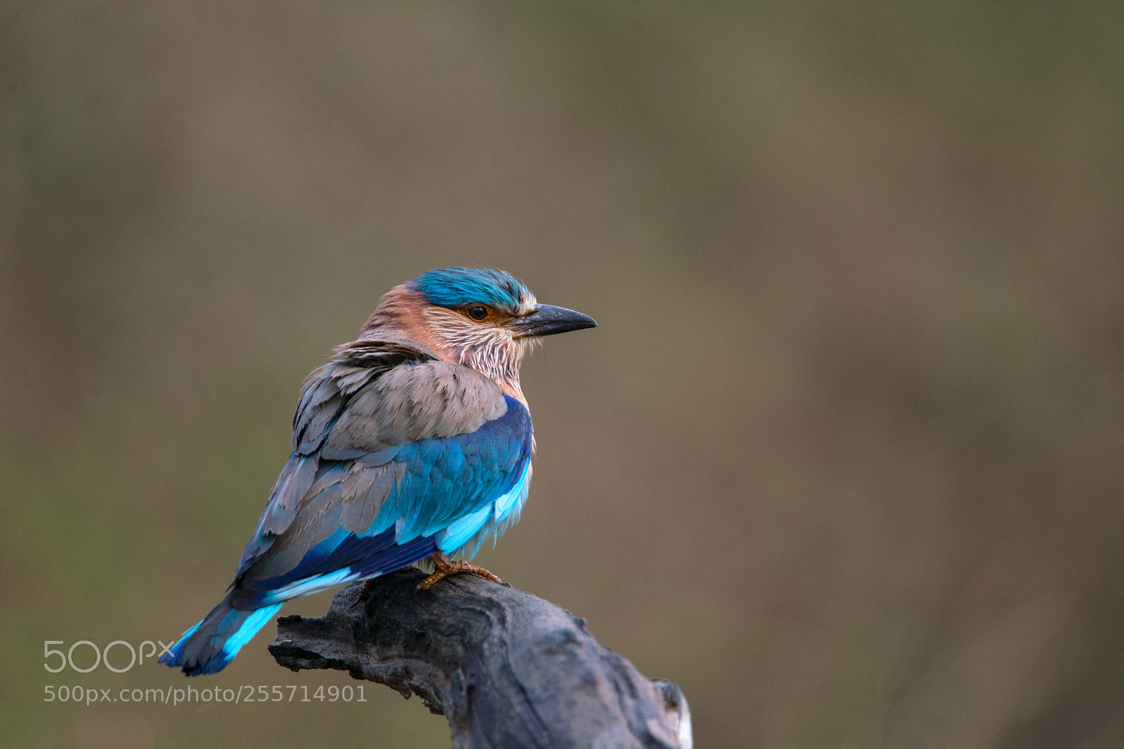 Sony a99 II sample photo. The indian roller photography