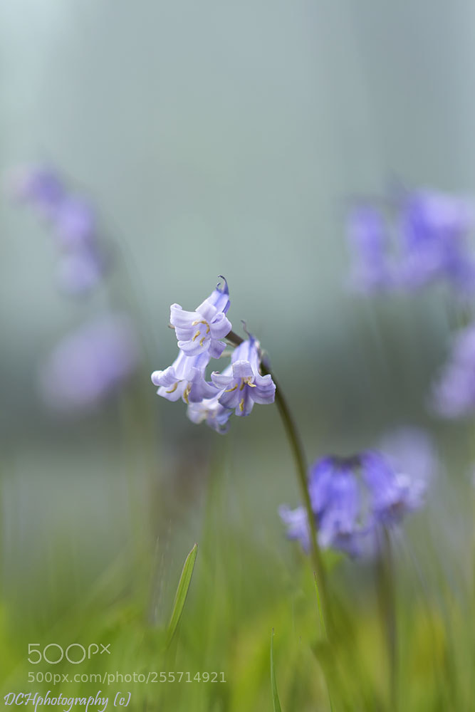Canon EOS 650D (EOS Rebel T4i / EOS Kiss X6i) sample photo. Bluebells photography