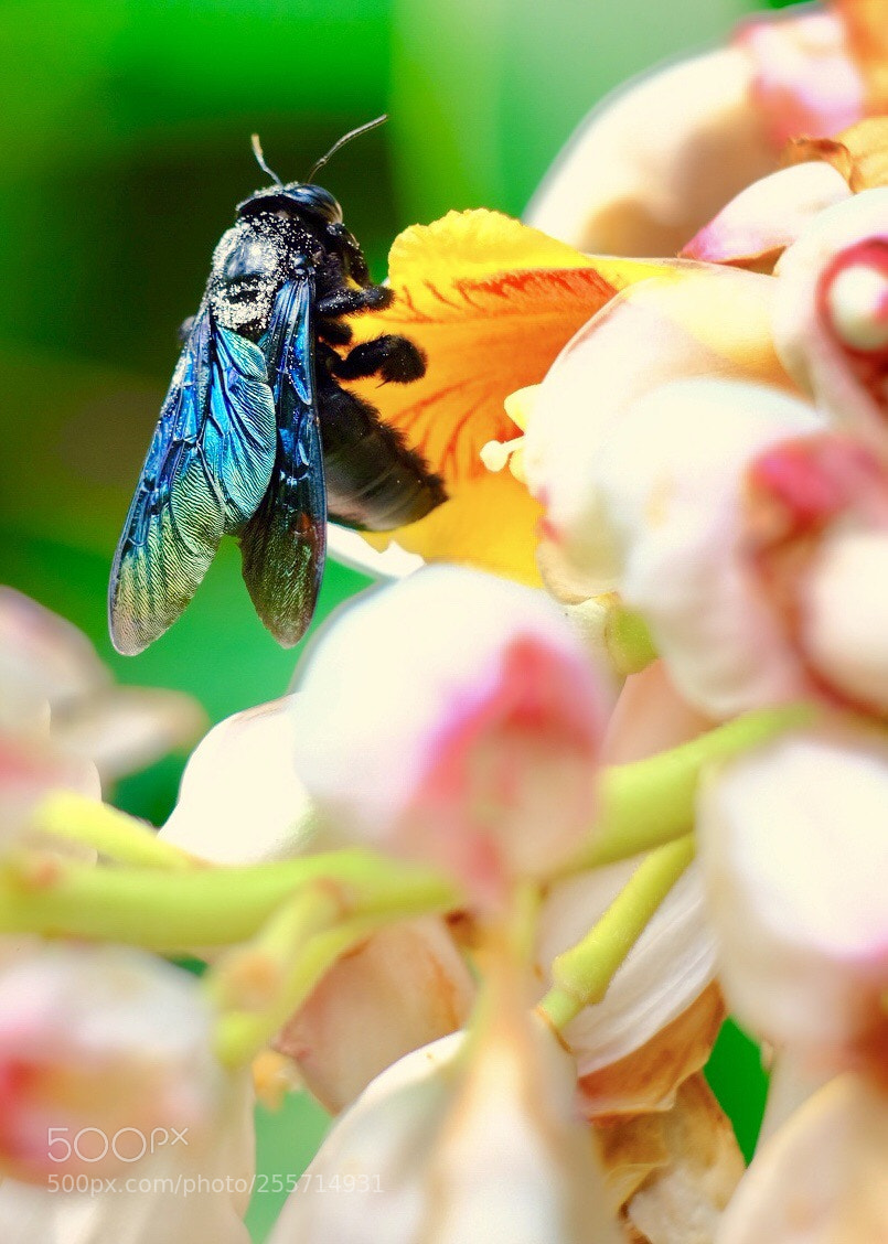 Fujifilm X-H1 sample photo. 竹蜂 bamboo bee photography