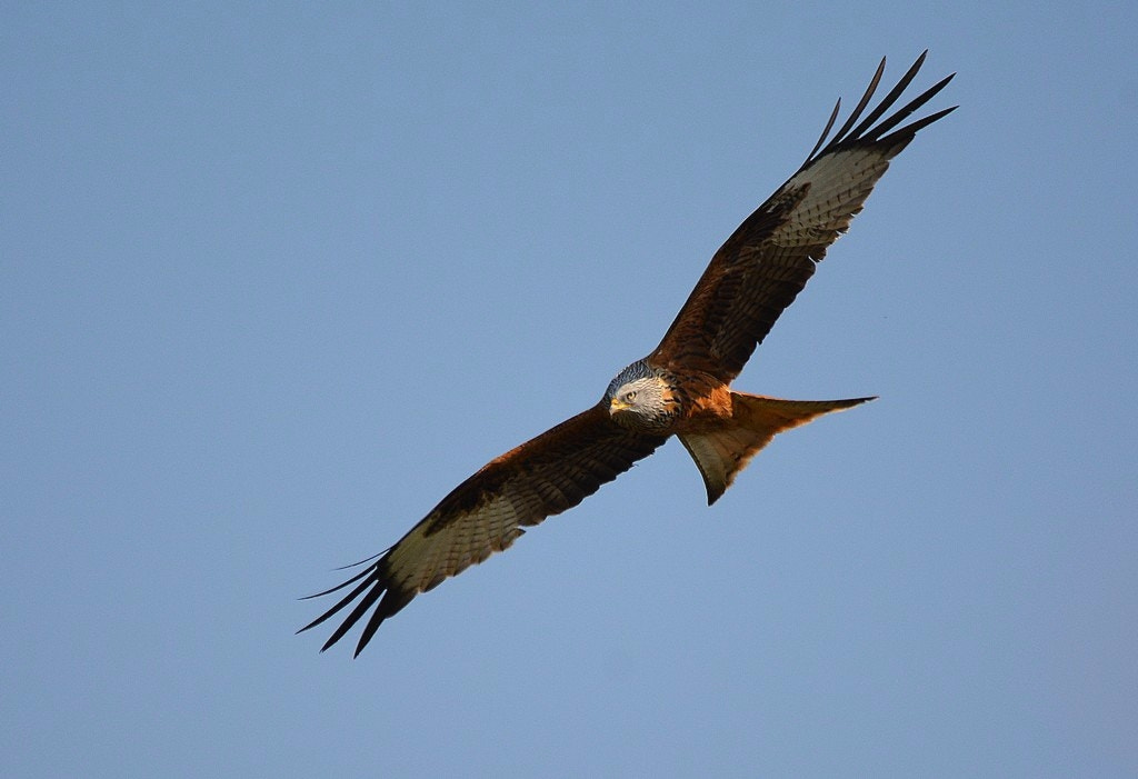 Nikon D7100 + Sigma 150-500mm F5-6.3 DG OS HSM sample photo. Milan royal milvus milvus - red kite photography