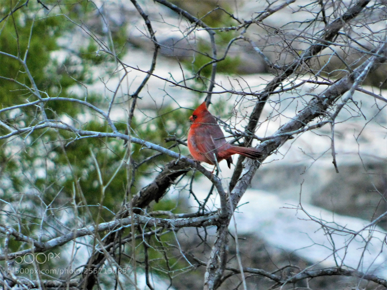 Nikon Coolpix B500 sample photo. () photography