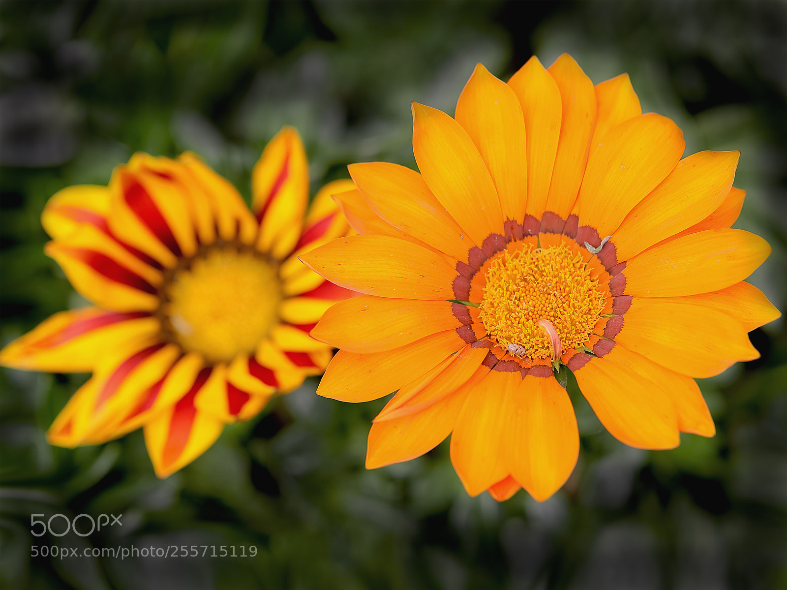 Canon EOS-1D X Mark II sample photo. 勋章菊 photography