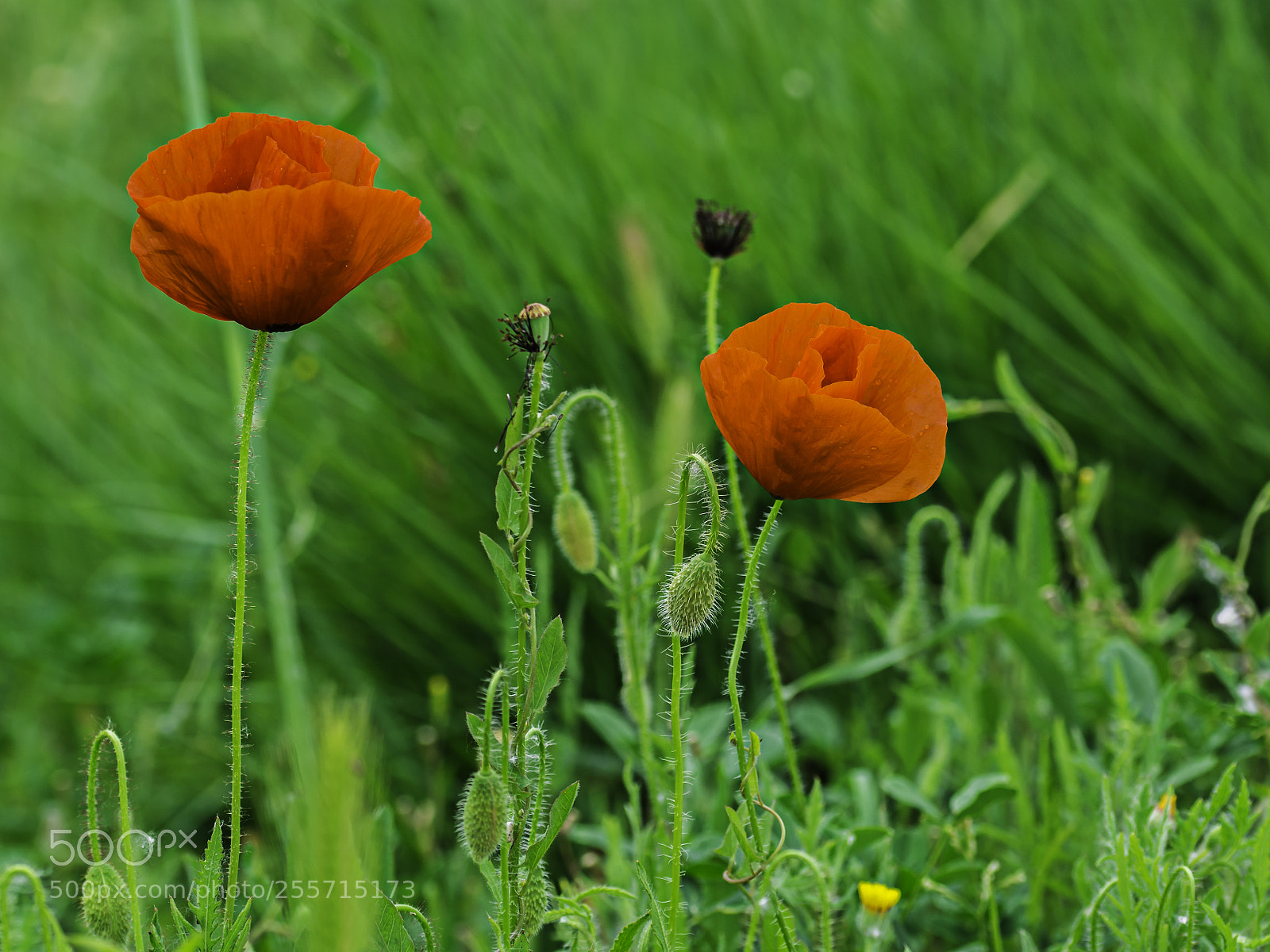 Nikon D7100 sample photo. Flowers photography