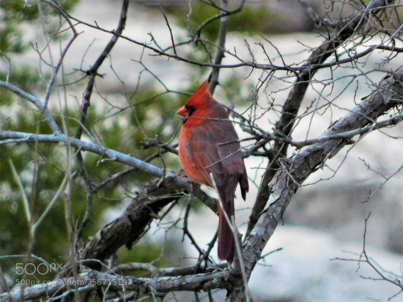 Nikon Coolpix B500 sample photo. () photography