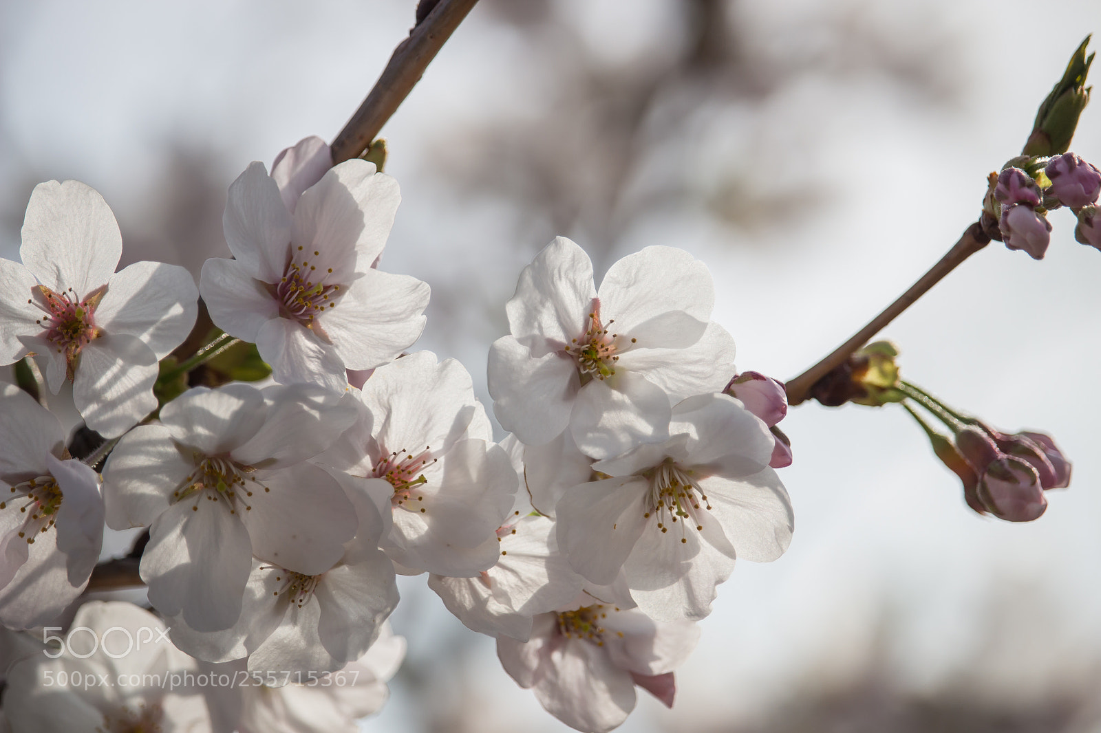 Canon EOS 700D (EOS Rebel T5i / EOS Kiss X7i) sample photo. Sakura photography
