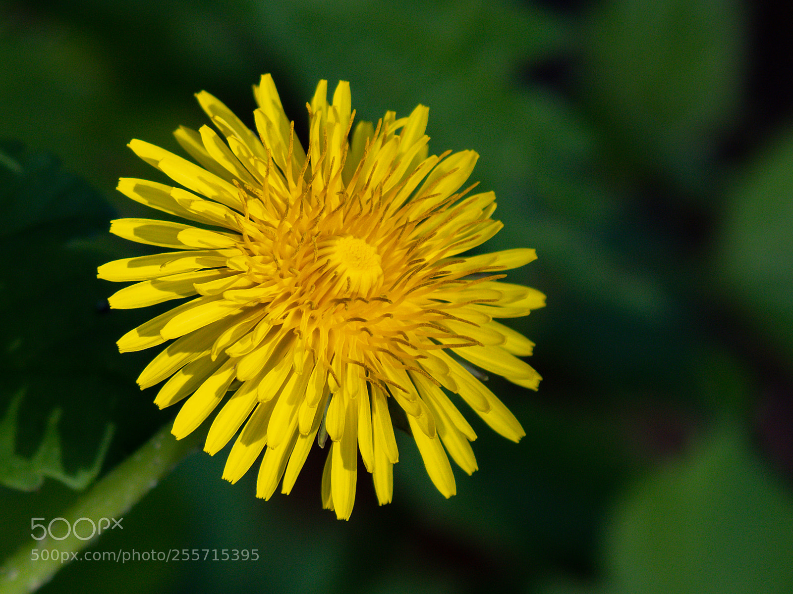 Nikon D500 sample photo. Paardenbloem photography