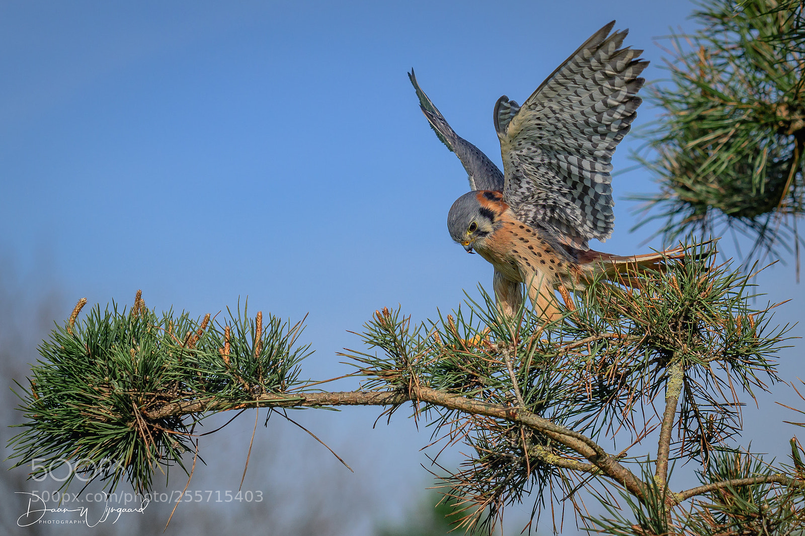 Nikon D500 sample photo. American kestrel, amerikaanse torenvalk photography