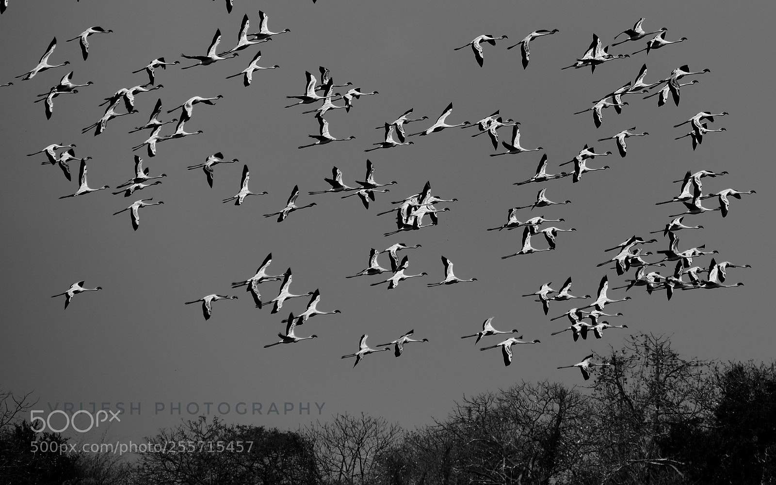 Canon EOS 750D (EOS Rebel T6i / EOS Kiss X8i) sample photo. Birds of a feather photography
