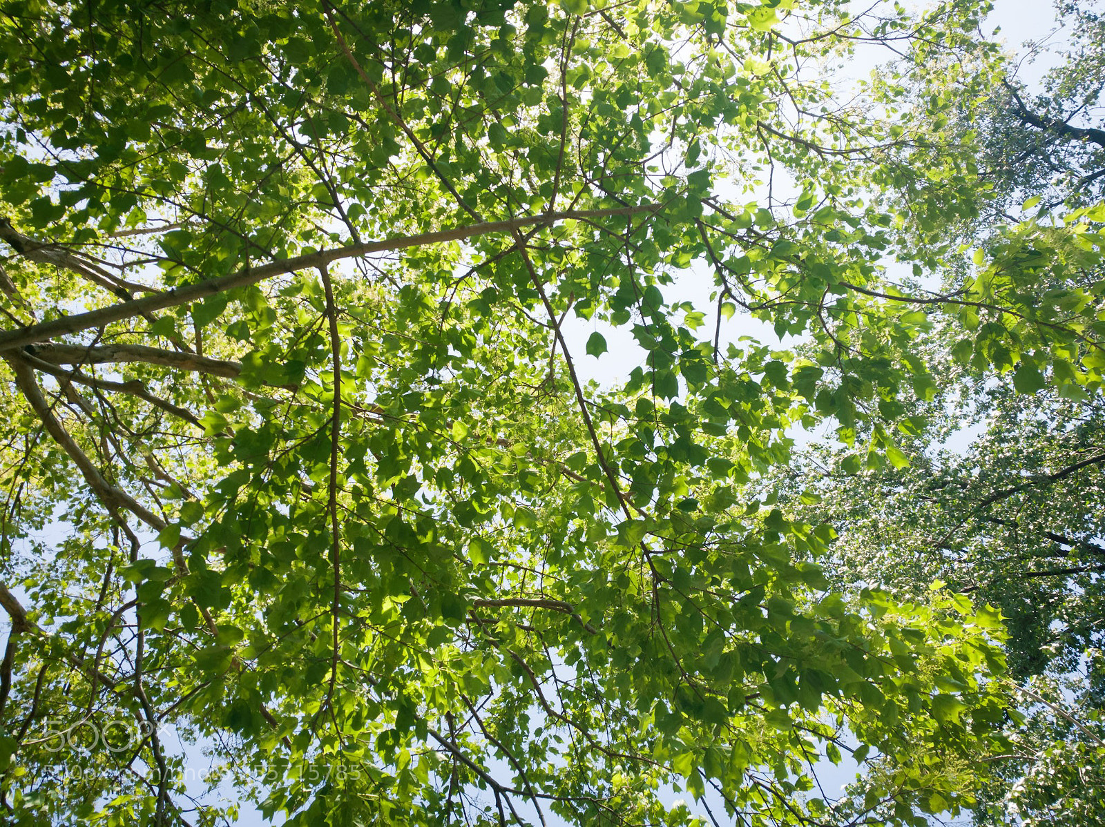 HUAWEI P9 sample photo. New green leaves of photography