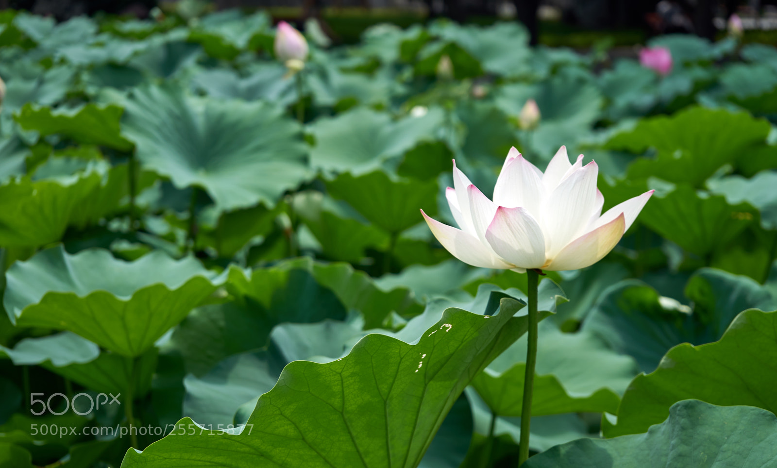 Sony a7 sample photo. Lotus photography
