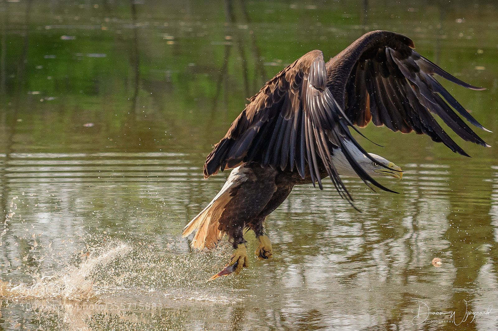 Nikon D500 sample photo. Amerikaanse zeearend , bald eagle photography