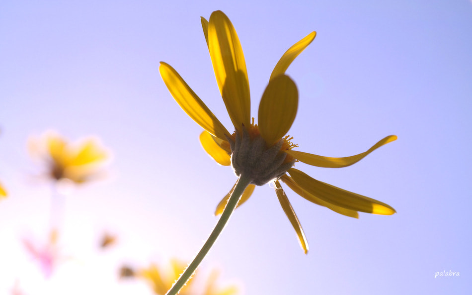 Samsung NX30 sample photo. ... photography