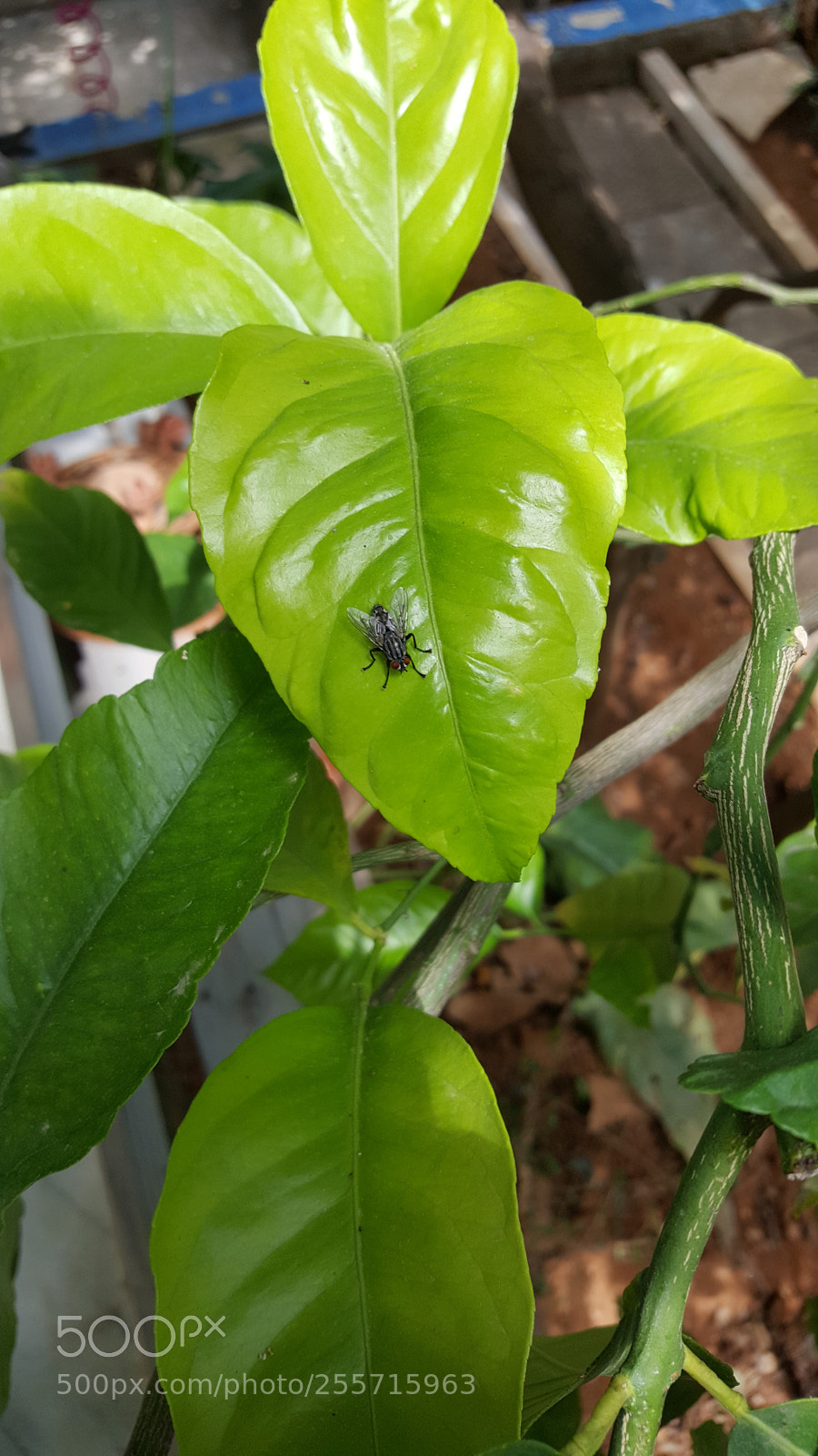 Samsung Galaxy S6 sample photo. Lemon fly photography