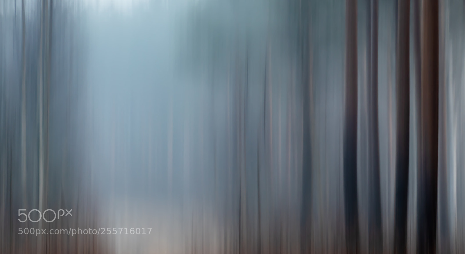 Nikon D5500 sample photo. Misty forest photography