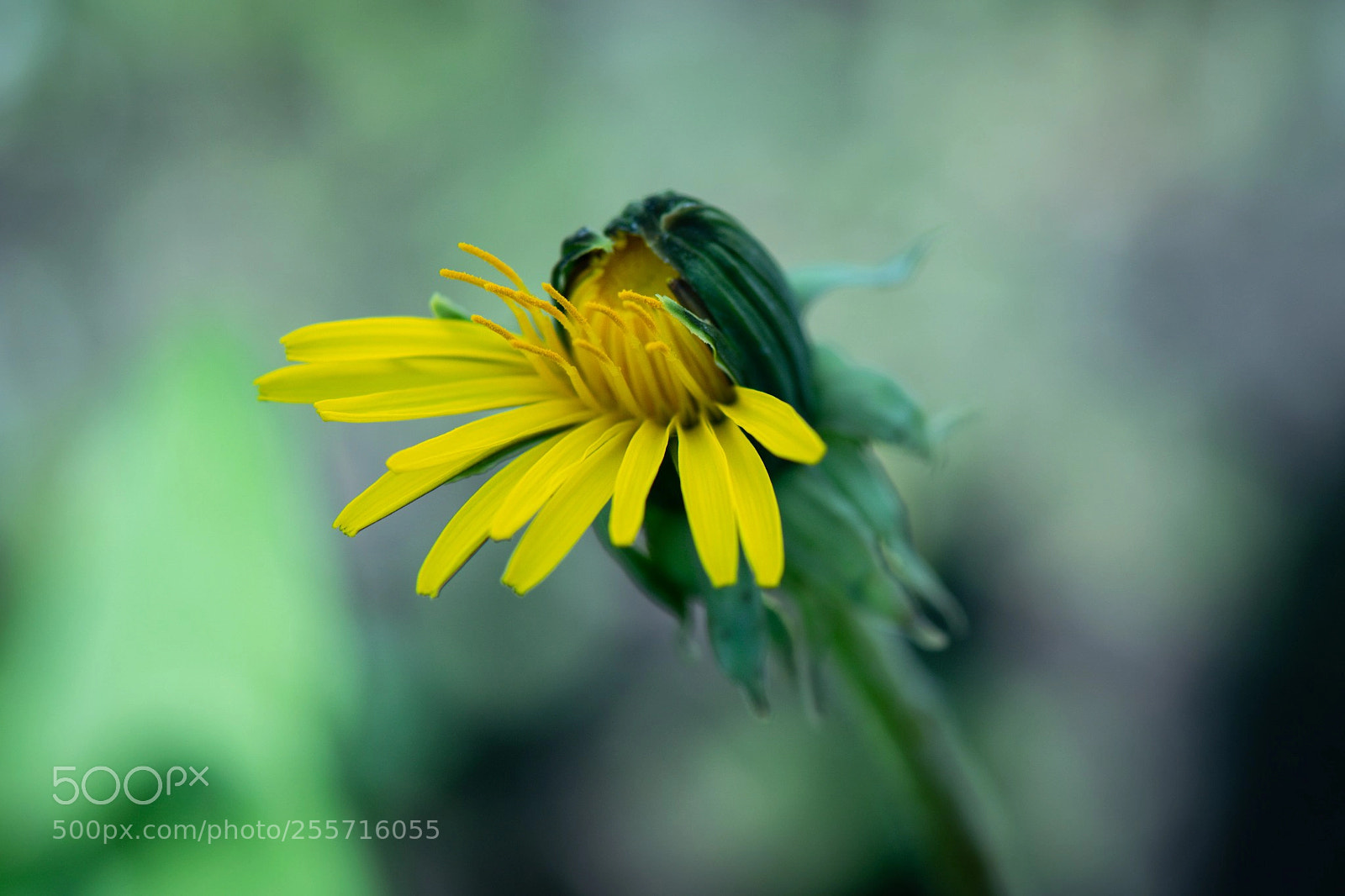 Nikon D5300 sample photo. Shy photography