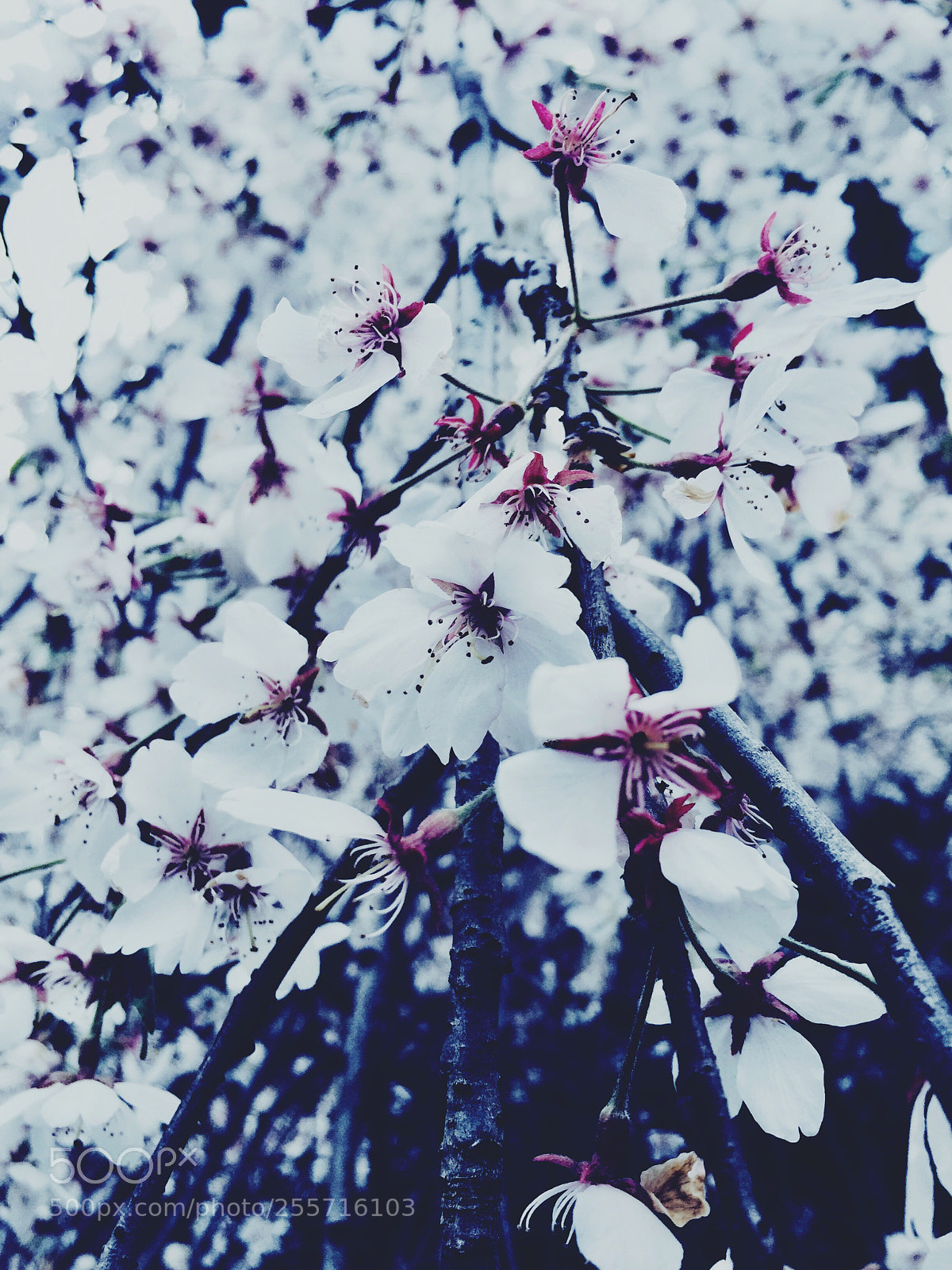 Apple iPhone 6 sample photo. Harmony of the universe photography
