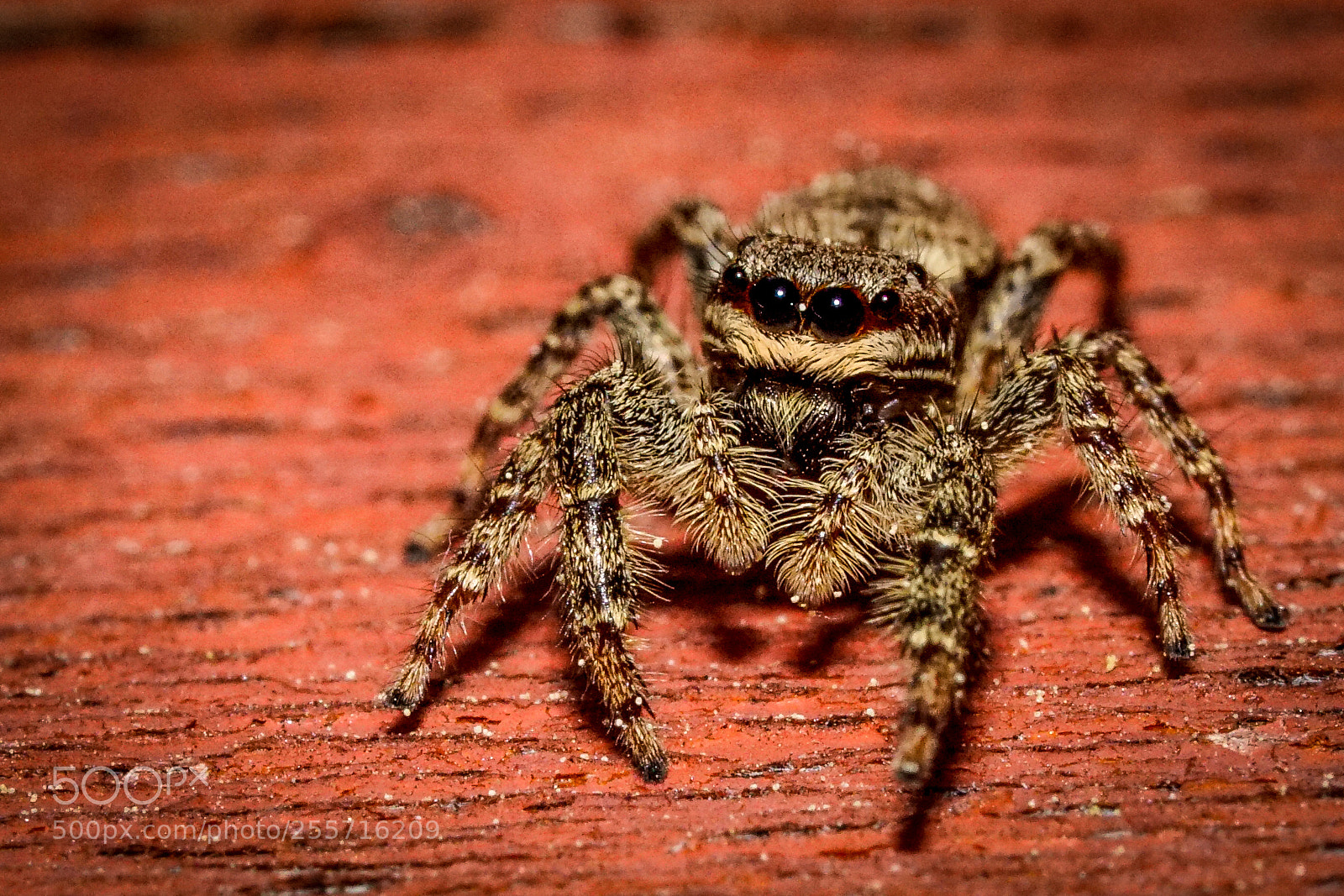 Sony a6000 sample photo. Rindenspringspinne ii photography