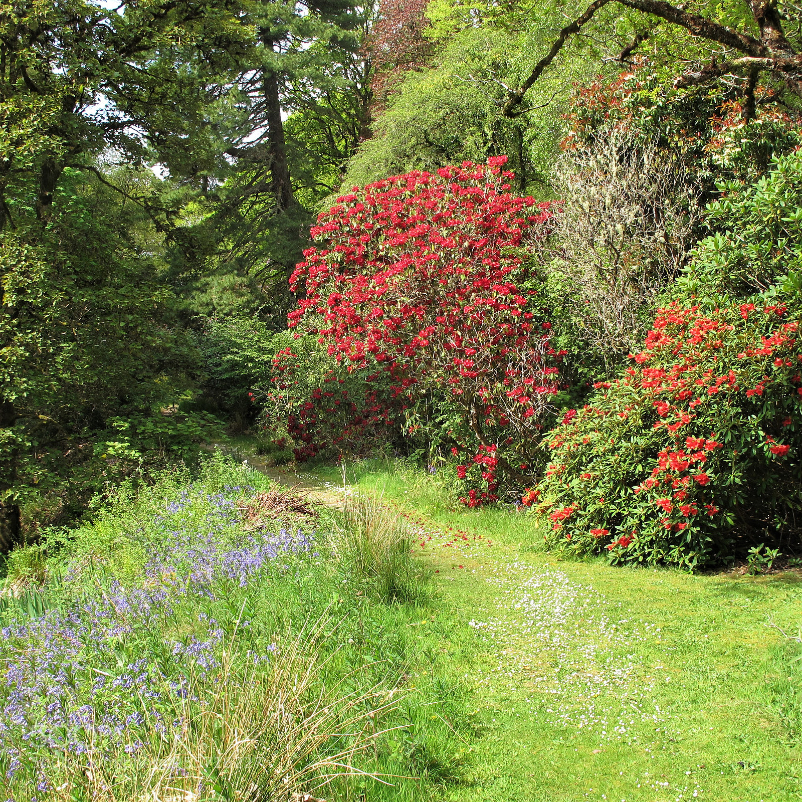 Canon PowerShot G12 sample photo. Flowering path photography