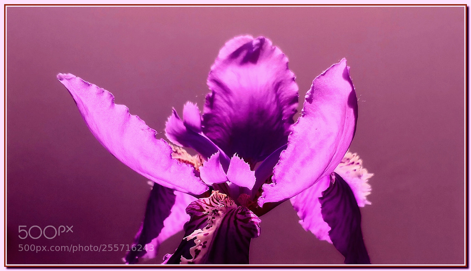 HUAWEI Mate 10 Pro sample photo. Iris tectorum maxim photography