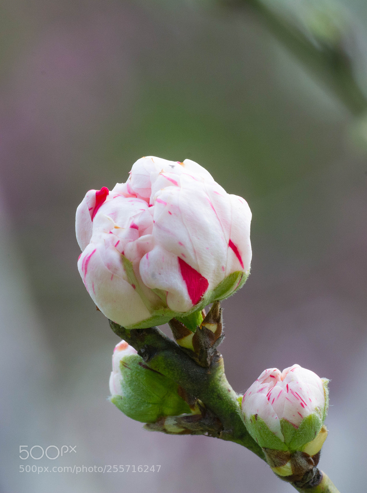 Nikon D7100 sample photo. Born photography