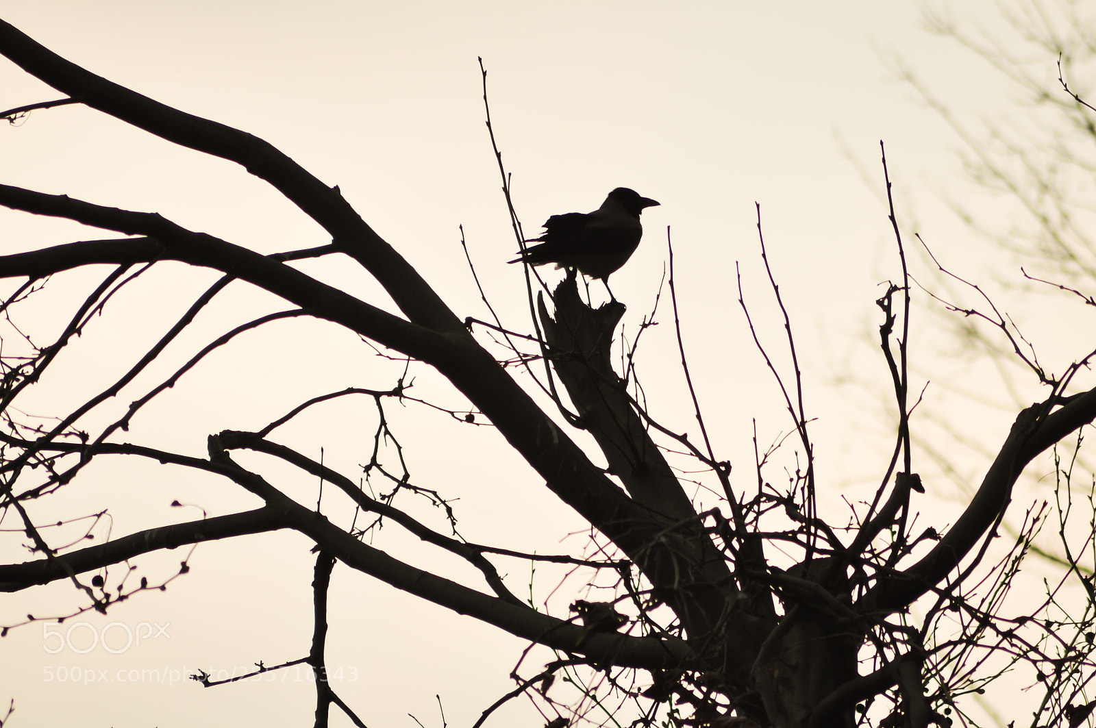 Nikon D90 sample photo. Untitled photography