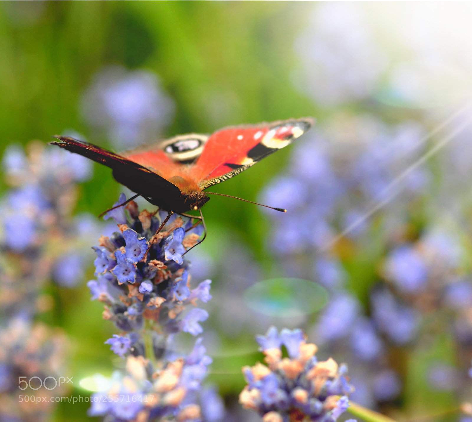 Nikon D90 sample photo. Summer's preview.... photography