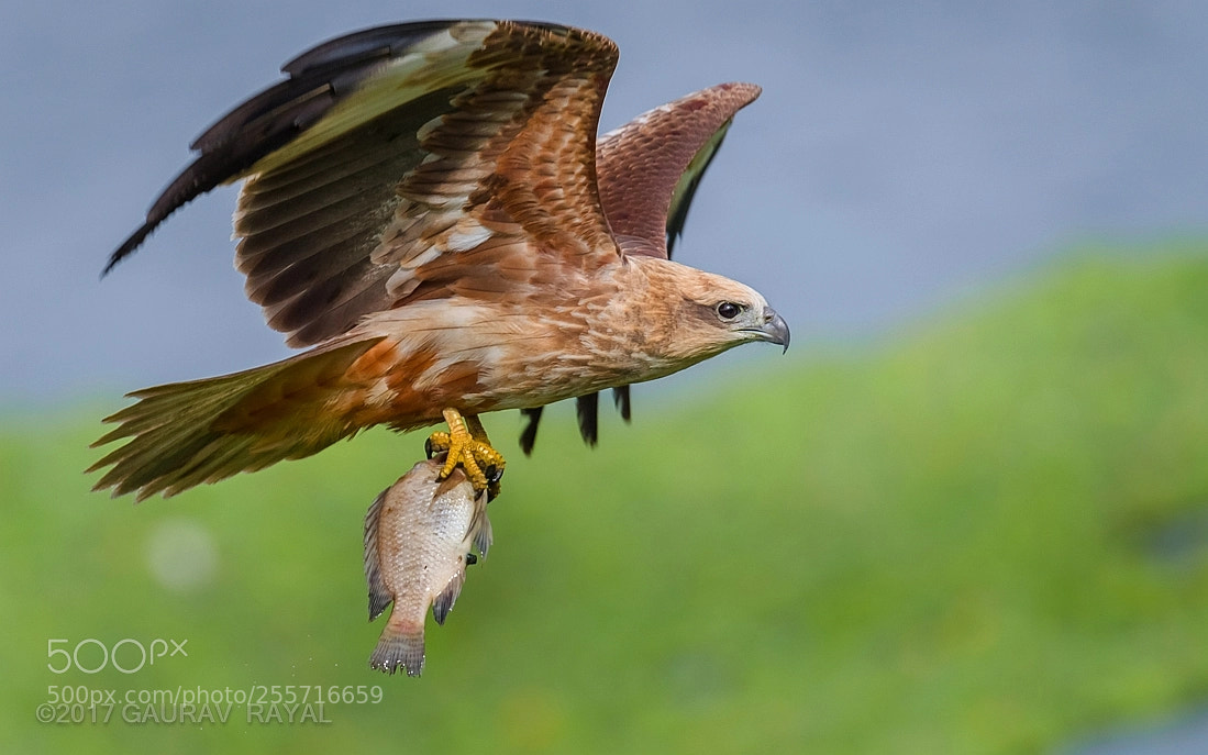 Nikon D5 sample photo. Brahminy kite with a photography