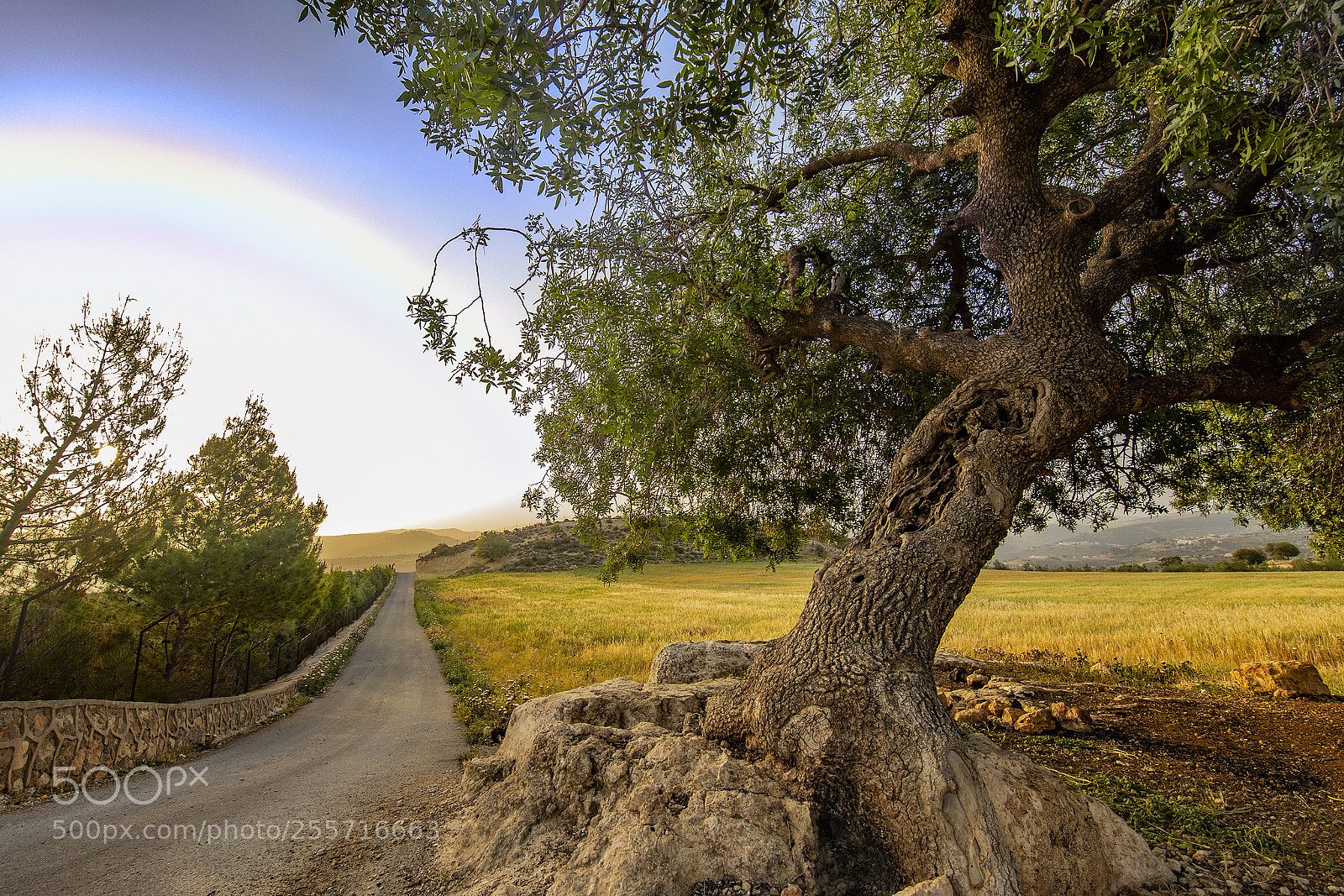 Canon EOS 5D Mark IV sample photo. Road beside the field photography