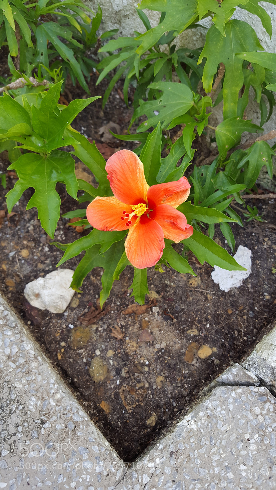 Samsung Galaxy S6 sample photo. Hibiscus rosa photography