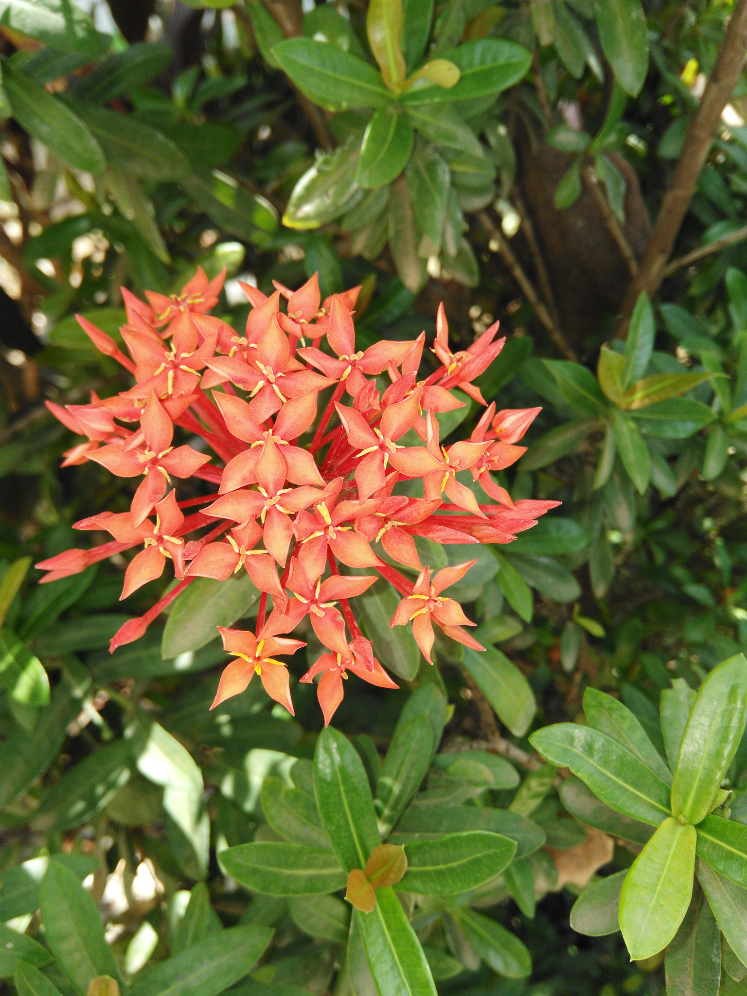 HUAWEI Che1-L04 sample photo. Flowers photography