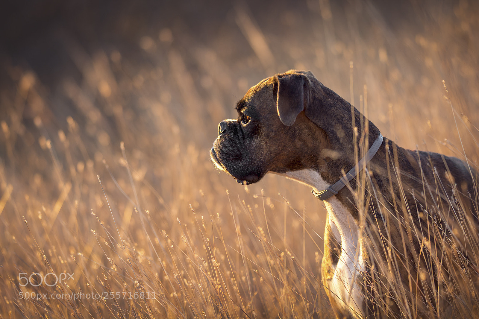 Nikon D7100 sample photo. Golden light photography