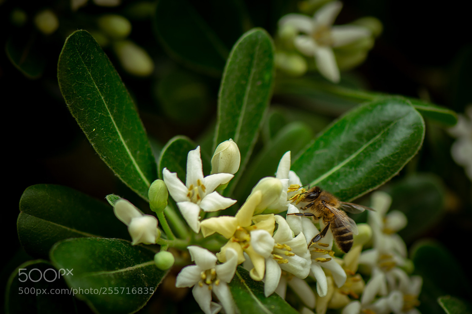 Nikon D7100 sample photo. The bee photography