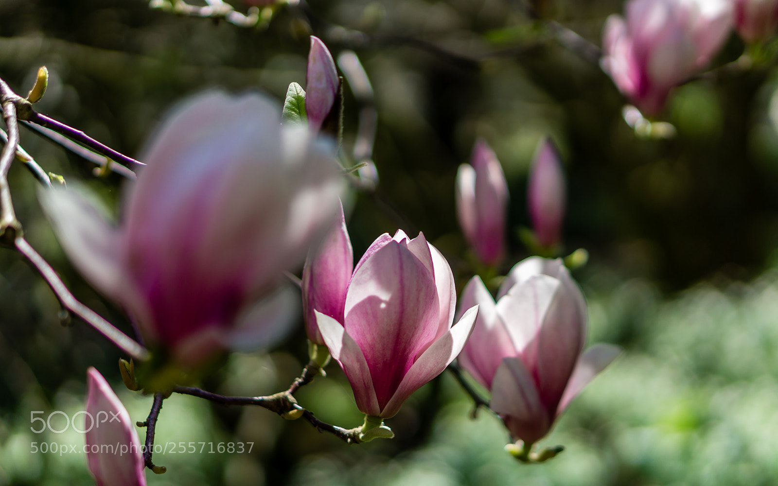 Sony a6000 sample photo. Magnolia photography