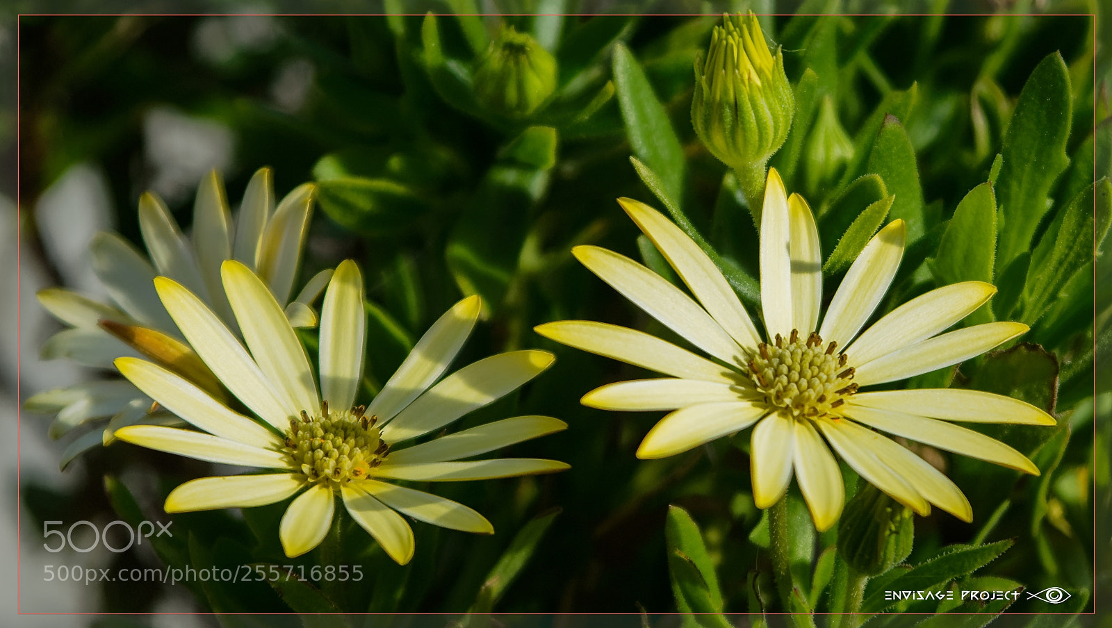 Sony a7R sample photo. Yellow yellow photography