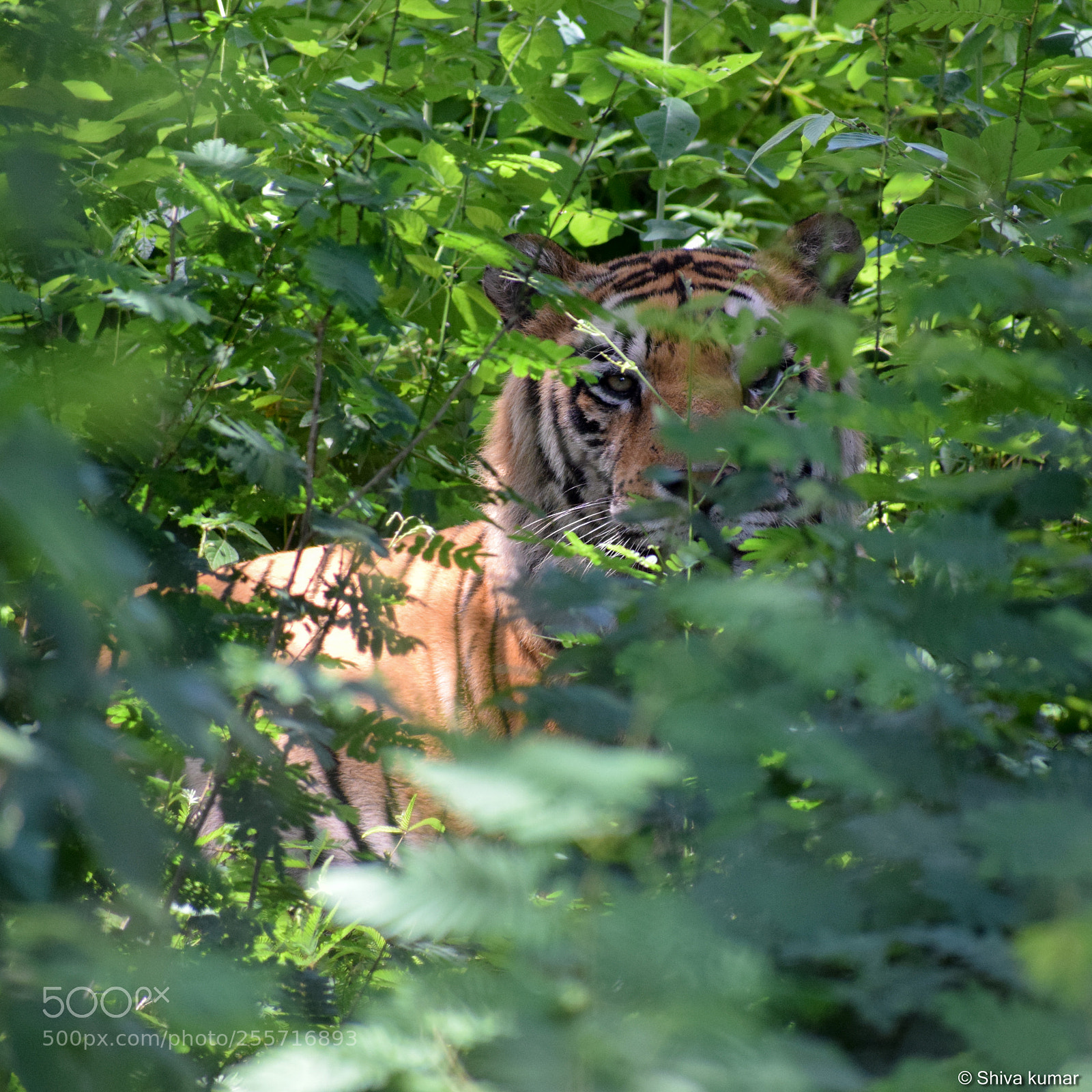Nikon D3300 sample photo. Hide & seek photography