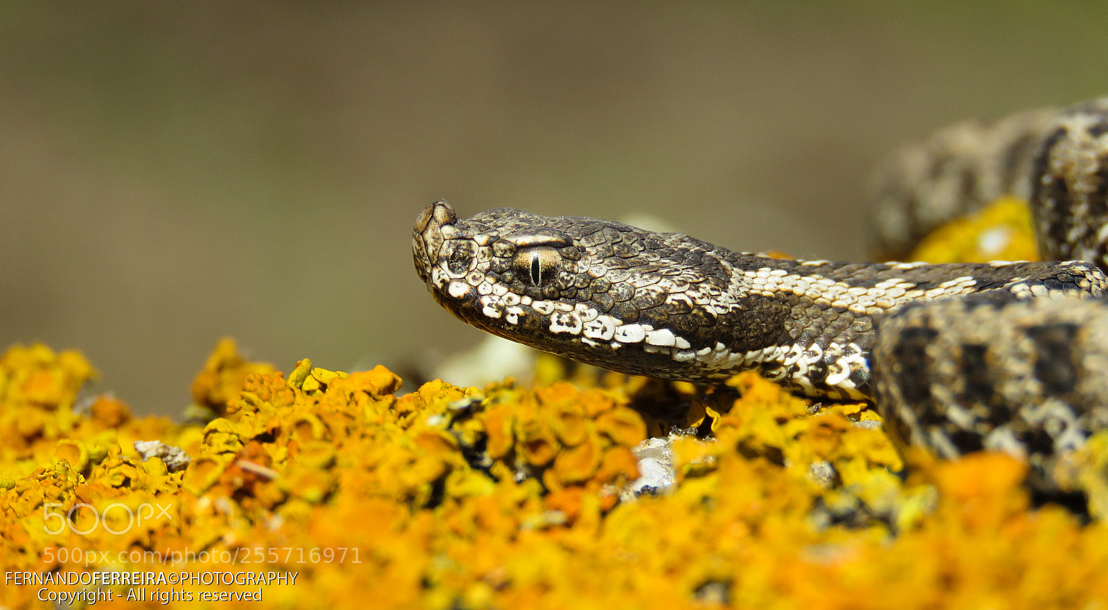 Canon PowerShot SX60 HS sample photo. V bora cornuda vipera photography