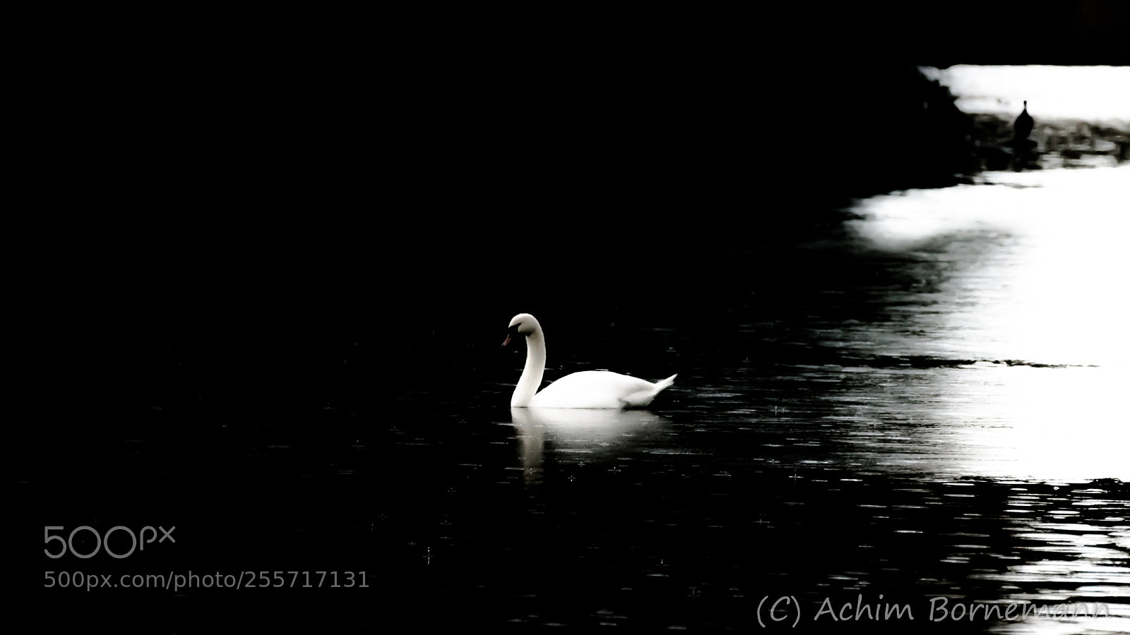 Sony SLT-A68 sample photo. Swan photography