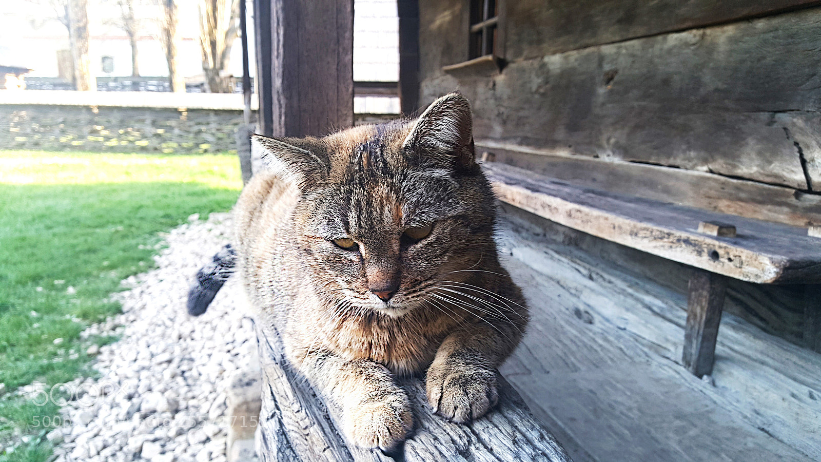 Samsung Galaxy S6 sample photo. Portrait of a cat photography