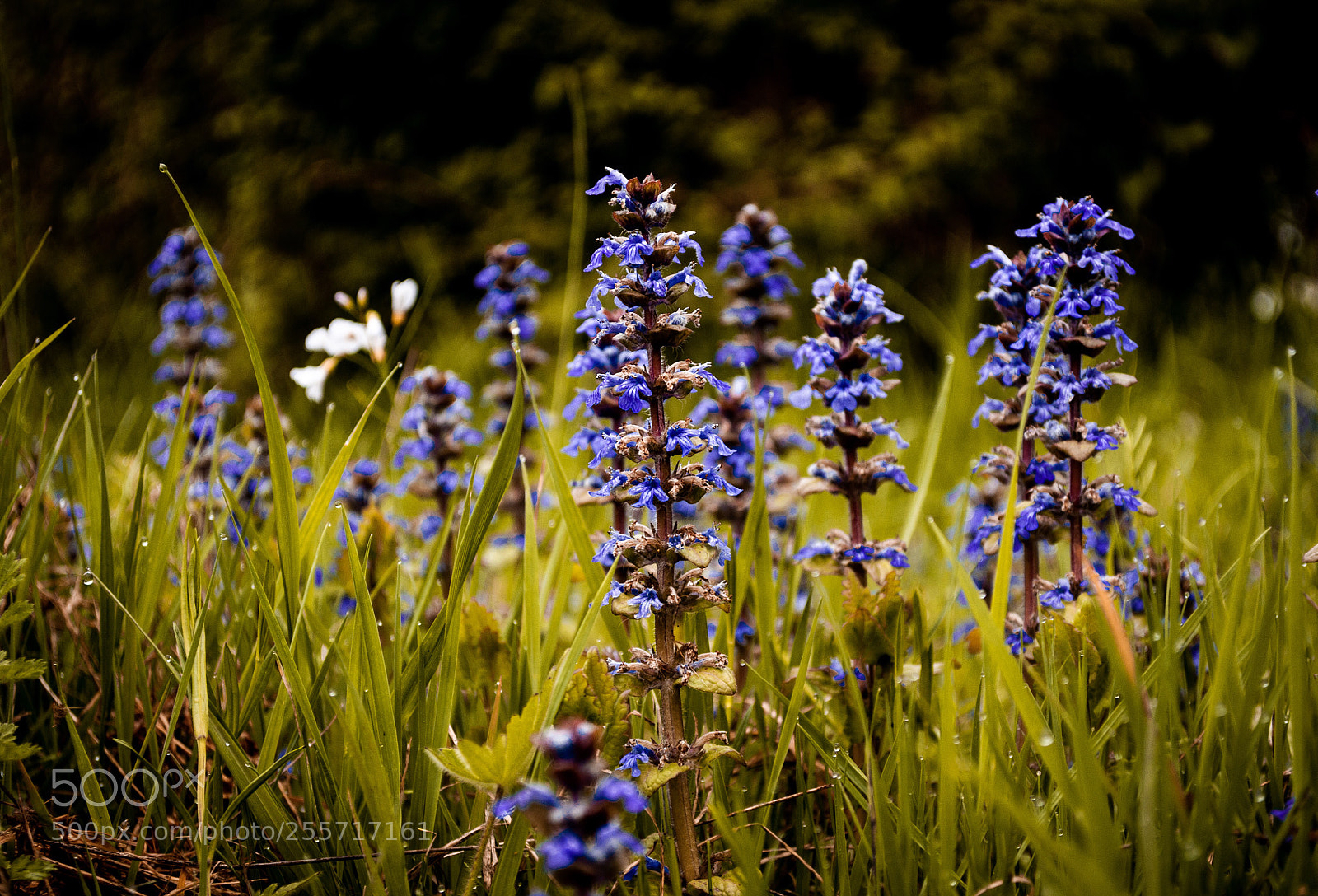 Nikon D5000 sample photo. Flowers photography