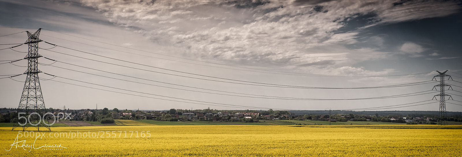 Nikon D5 sample photo. Yellow field photography