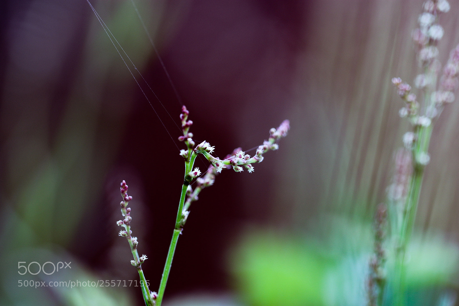 Canon EOS 70D sample photo. Untitled photography