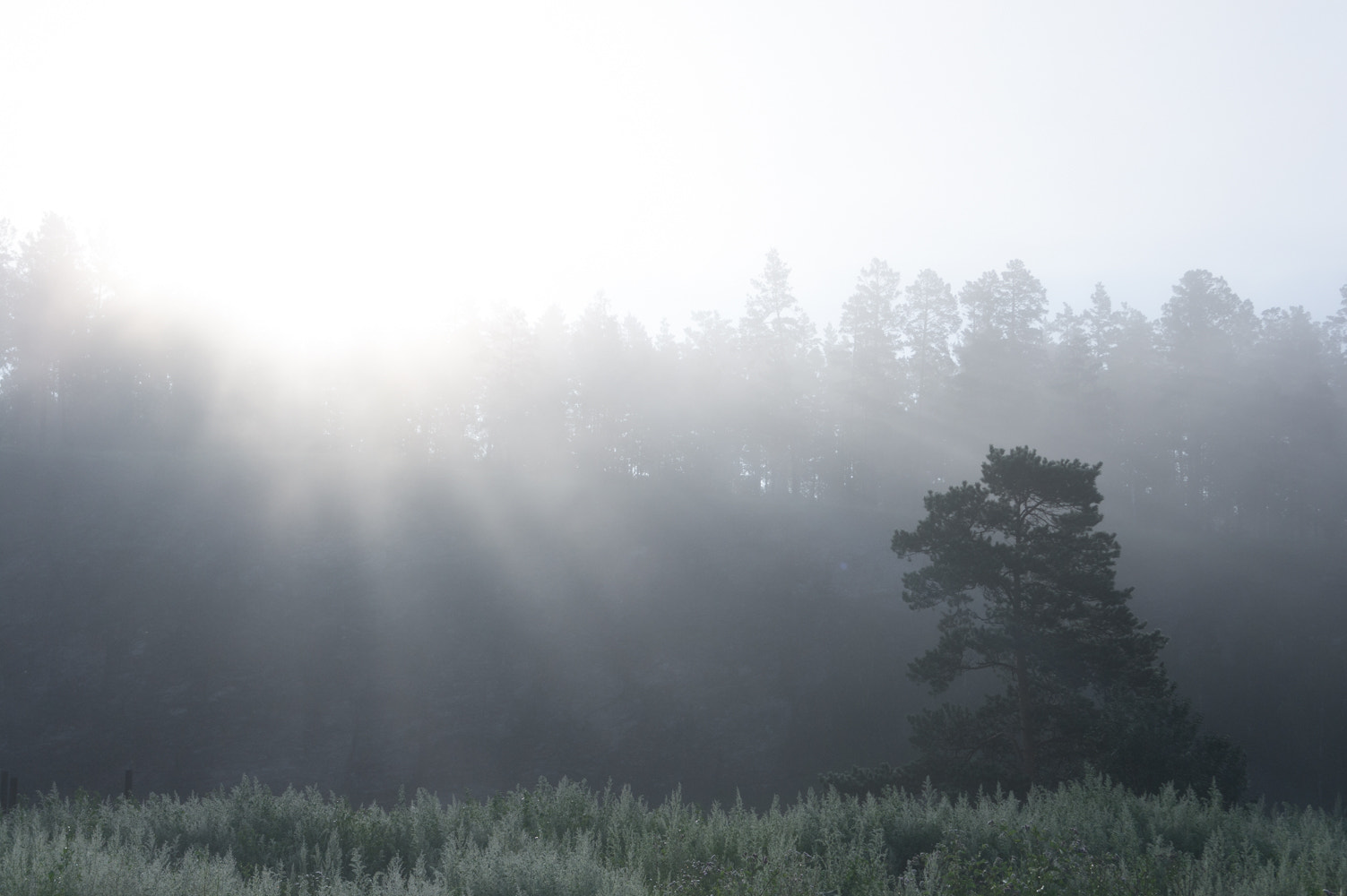 Samsung NX100 sample photo. Foggy morning photography