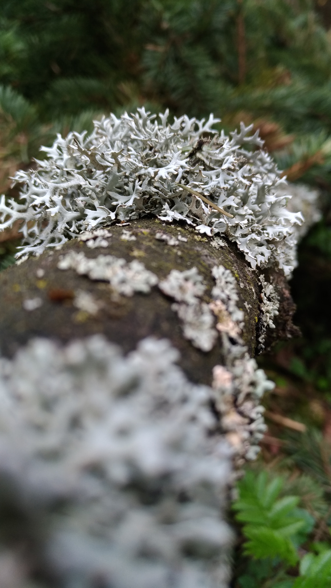 ASUS ZenFone 3 (ZE520KL) sample photo. Lichen photography