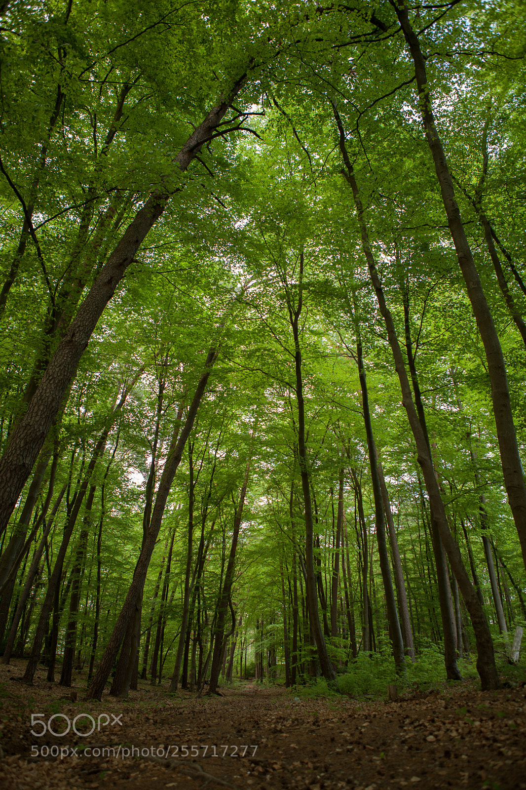 Canon EOS 5D Mark II sample photo. In the woods photography