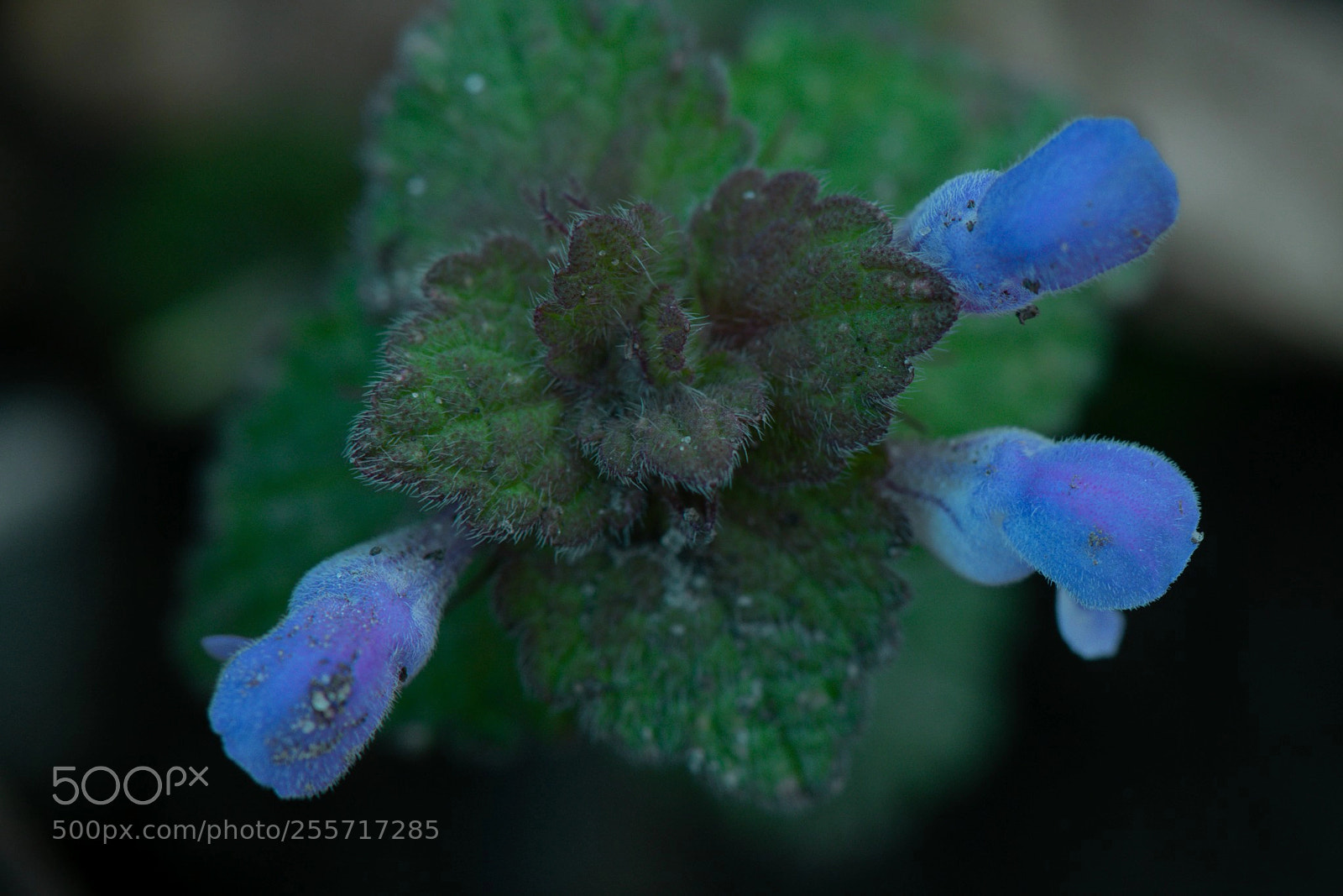 Nikon D5300 sample photo. Blue triple photography