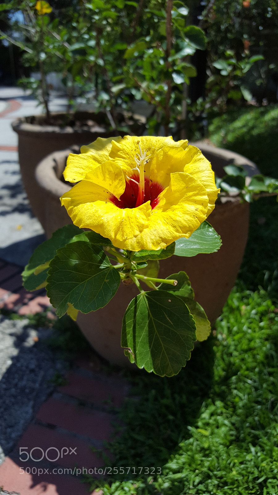 Samsung Galaxy S6 sample photo. Yellow beauty photography