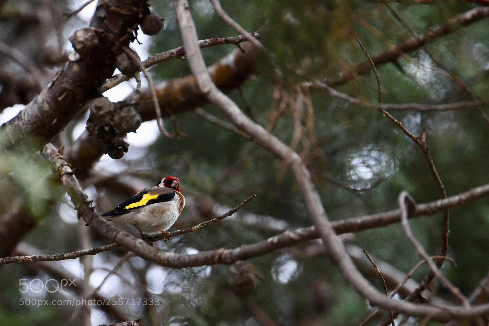 Nikon D7200 sample photo. Goldfinch photography