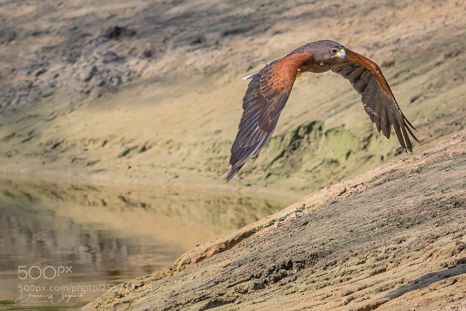 Nikon D500 sample photo. Woestijnbuizerd, harris hawk photography