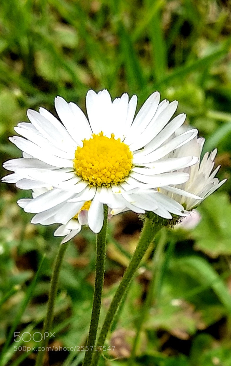 Xiaomi Mi A1 sample photo. Daisy flower... photography
